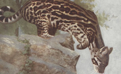 Les animaux vivants du monde : histoire naturelle illustrée d'après la photographie directe. 1, Les mammifères, C.J. Cornish, 1930-1932