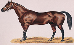 Les chevaux de course, pedigree, description, historique, S.F. Touchstone, 1889