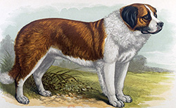 Les chiens de la Grande-Bretagne, H. Dalziel, 1890