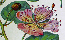 Les fleurs de la Côte d'azur, L. Marret, 1926