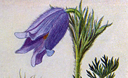 Les fleurs des bois, C.-L. Gatin, 1913