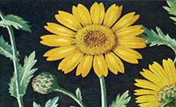 Les fleurs des moissons, des cultures, du bord des routes et des décombres (plantes envahissantes), E. Gadeceau, 1914