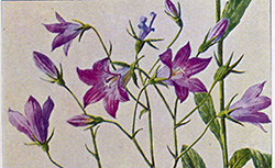 Les fleurs des prairies et des pâturages, E. Camus, 1914