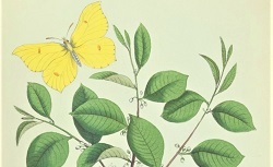 Les lépidoptères de la Belgique, leurs chenilles et leurs chrysalides décrits et figurés d'après nature, C.-F. Dubois, 1874