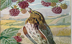 Les oiseaux de France, A. Ménégaux, 1932-1934