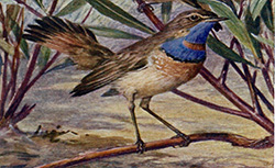 Les oiseaux chanteurs : principales espèces d'Europe, Delamarre de Monchaux, 1923