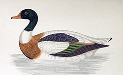 Les oiseaux de chasse : description, moeurs, acclimatation, chasse, G. de Cherville, 1885
