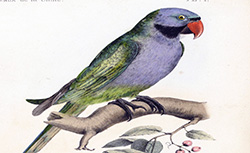 Les oiseaux de la Chine, E. Oustalet, 1877
