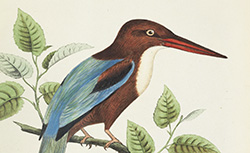Les oiseaux de l'Europe et leurs oeufs : décrits et dessinés d'après nature, C.-F. Dubois, 1868-1872