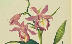 Les orchidées : histoire iconographique..., P.-E. De Puydt, 1880