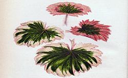 Les plantes à feuillage coloré, E. Lowe, 1865-1880