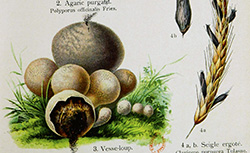 Les Plantes médicinales, atlas colorié des plantes médicinales, F. Losch, 1908