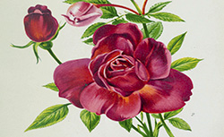 Les plus belles roses au début du XXe siècle, Société nationale d'horticulture de France, 1929