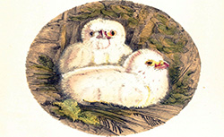 Les poussins des oiseaux d'Europe : recueil de 150 planches, A. Marchand, 1883