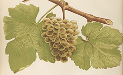 Les raisins de cuve de la Gironde et du Sud-Ouest de la France : description et synonymie, J. Daurel, 1892