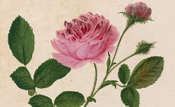 Les Roses dessinées et enluminées d'après nature, avec une courte description botanique, par M. le Dr Roessig. Tome 1