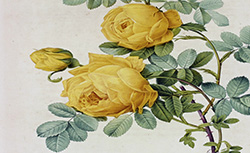 Les roses, P.-J. Redouté, 1817-1824