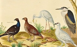 L'Histoire naturelle et raisonnée des différens oiseaux qui habitent le globe..., J. Jonston, 1773
