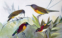 L'Oiseau et la Revue francaise d'ornithologie, 1931-1940