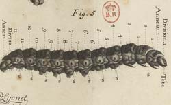 LYONNET, Pierre (1708-1789) Traité anatomique de la chenille