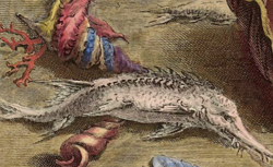MARSILI, Luigi Ferdinando (1658-1730) Histoire physique de la mer