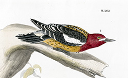 Monographie des picidées, ou Histoire naturelle des picidés, picuminés, yuncinés ou torcols, A. Malherbe, 1863