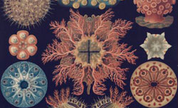 Kunstformen der Natur, Ernst Haeckel, 1899-1904