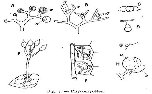 Principes de biologie végétale, 1921