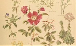 Nos fleurs, plantes utiles et nuisibles, M. Leclerc du Sablon, 1892