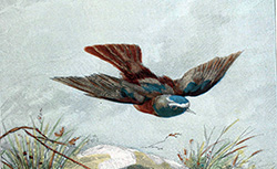 Nos oiseaux, A. Theuriet, 1894