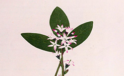 Nouvelle botanique médicale comprenant les plantes des jardins et des champs susceptibles d'être employées dans l'art de guérir, E. Lesacher et M.A.A. Mareschal, 1876-1883