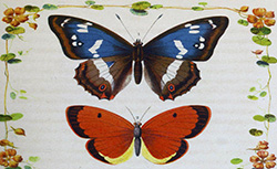Nouvelle chasse aux papillons, A. Castillon, 1858