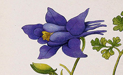 Nouvelle flore coloriée de poche des Alpes et des Pyrénées, C. Flahault, 1906-1912