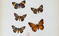 Novitates lepidopterologicae, P. Mabille et Vuillot, 1890-1893
