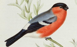Illustrations de The Birds of Europe, t. III, Insessores