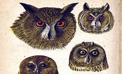 HIstoire naturelle de la France. 3. Oiseaux, E. Deyrolle, 1892