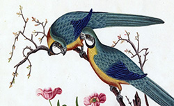 Oiseaux  [peintures], Yoeequa, 1830-1840