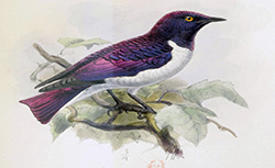 Ornithologie d'Angola; J. V. Barbosa du Bocage, 1881