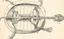 OWEN, Richard (1804-1892) On the anatomy of vertebrates