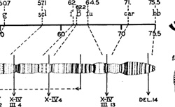 PAINTER, Theophilus Shickel (1889-1969) The Morphology of the X Chromosome in Salivary Glands of Drosophila Melanogaster