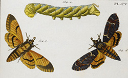 Papillons d'Europe peints d'après nature, J. Engramelle, 1782-1790