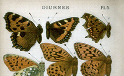 Papillons, E. Berce, 1886