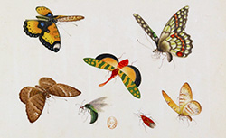 Papillons [peinture], Yoeequa Painter, 1830-1840