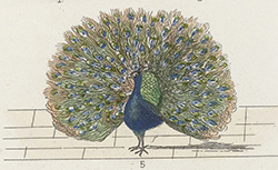 Petit Buffon illustré : histoire naturelle des oiseaux, 1844