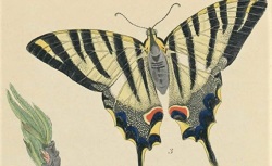 Phénomènes et métamorphoses : causeries sur les papillons, les insectes et les polypes, S. Ulliac-Trémadeure, 1854