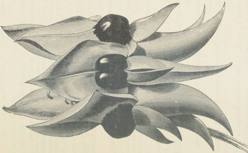 Catalogue des plantes ligneuses et herbacées existant en 1905 dans les collections de M. Ph. L. de Vilmorin..., 1906