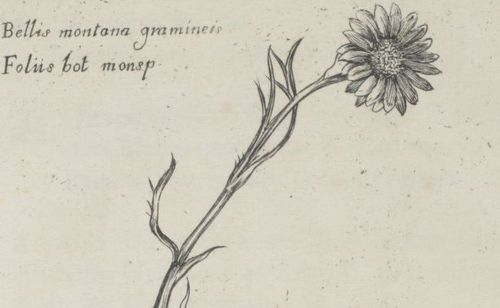 Accéder à la page "Magnol, Pierre (1638-1715)"