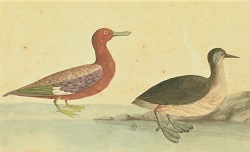 Plantes, oiseaux, quadrupèdes, poissons, par le père Feuillée, 1707-1712