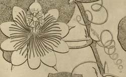 PLUMIER, Charles (1646-1704) Description des plantes de l'Amérique