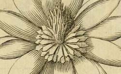 PLUMIER, Charles (1646-1704) Nova plantarum americanarum genera